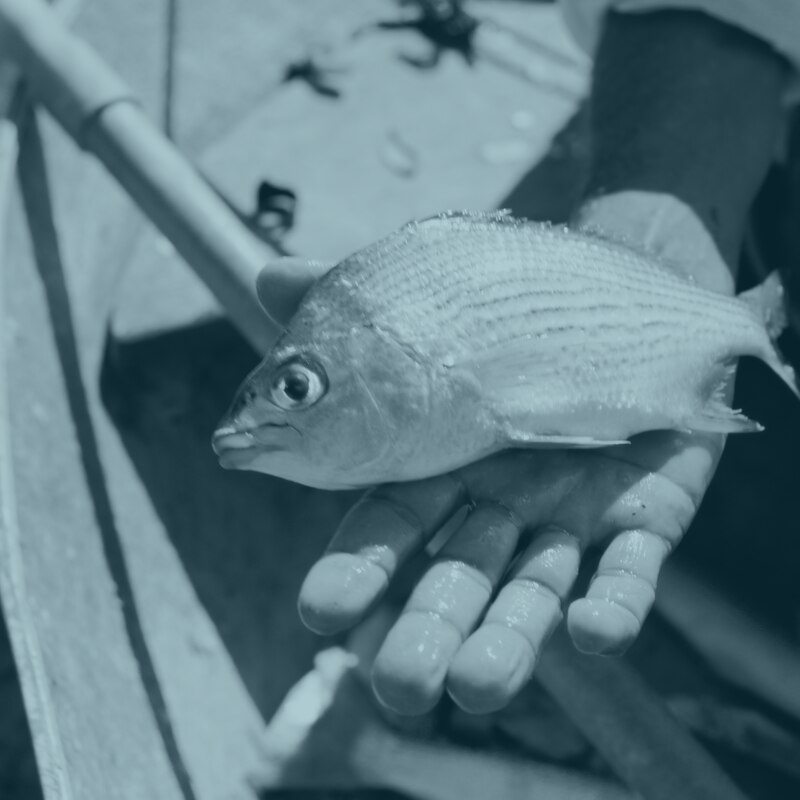 A fish held in the hand, on the boat
