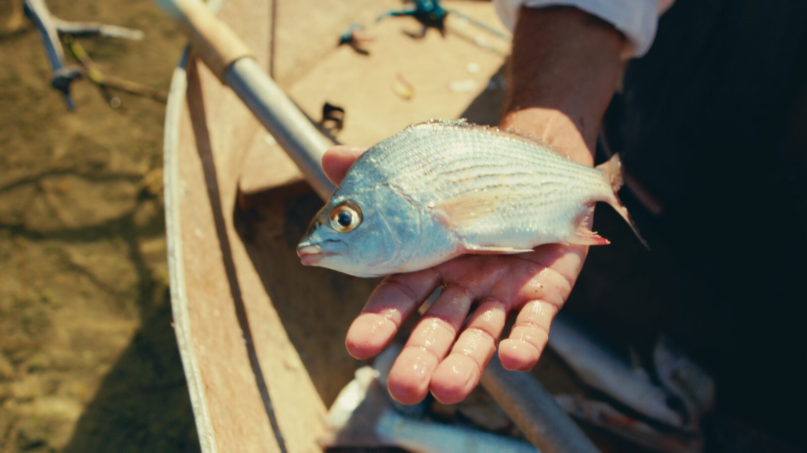 Benthos coastal assistant