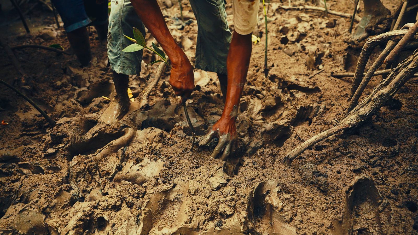 Hands planting a mangrove seedling in mud